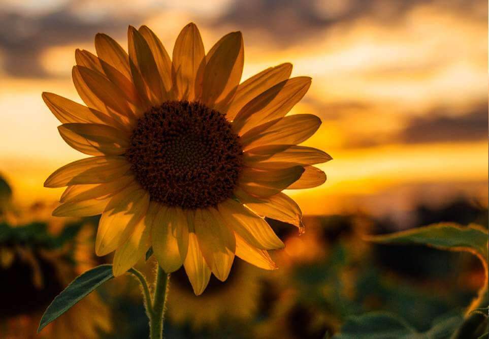 outdoor field of sunflowers