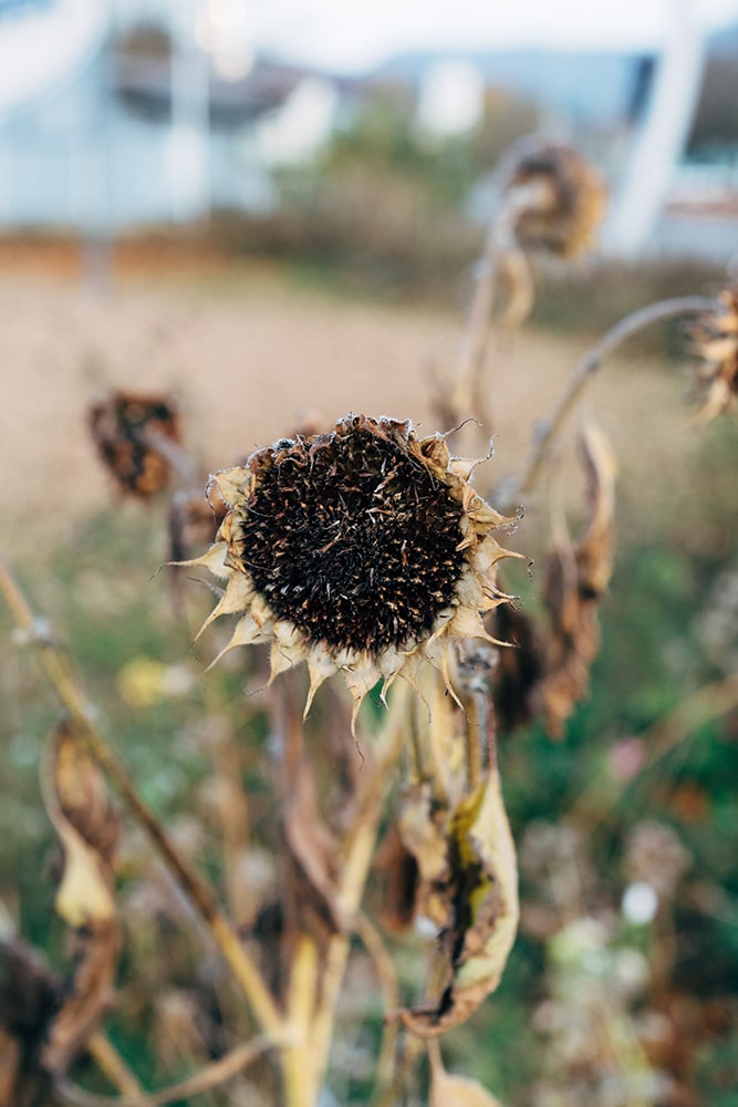 sunflower field drying out in hot weather