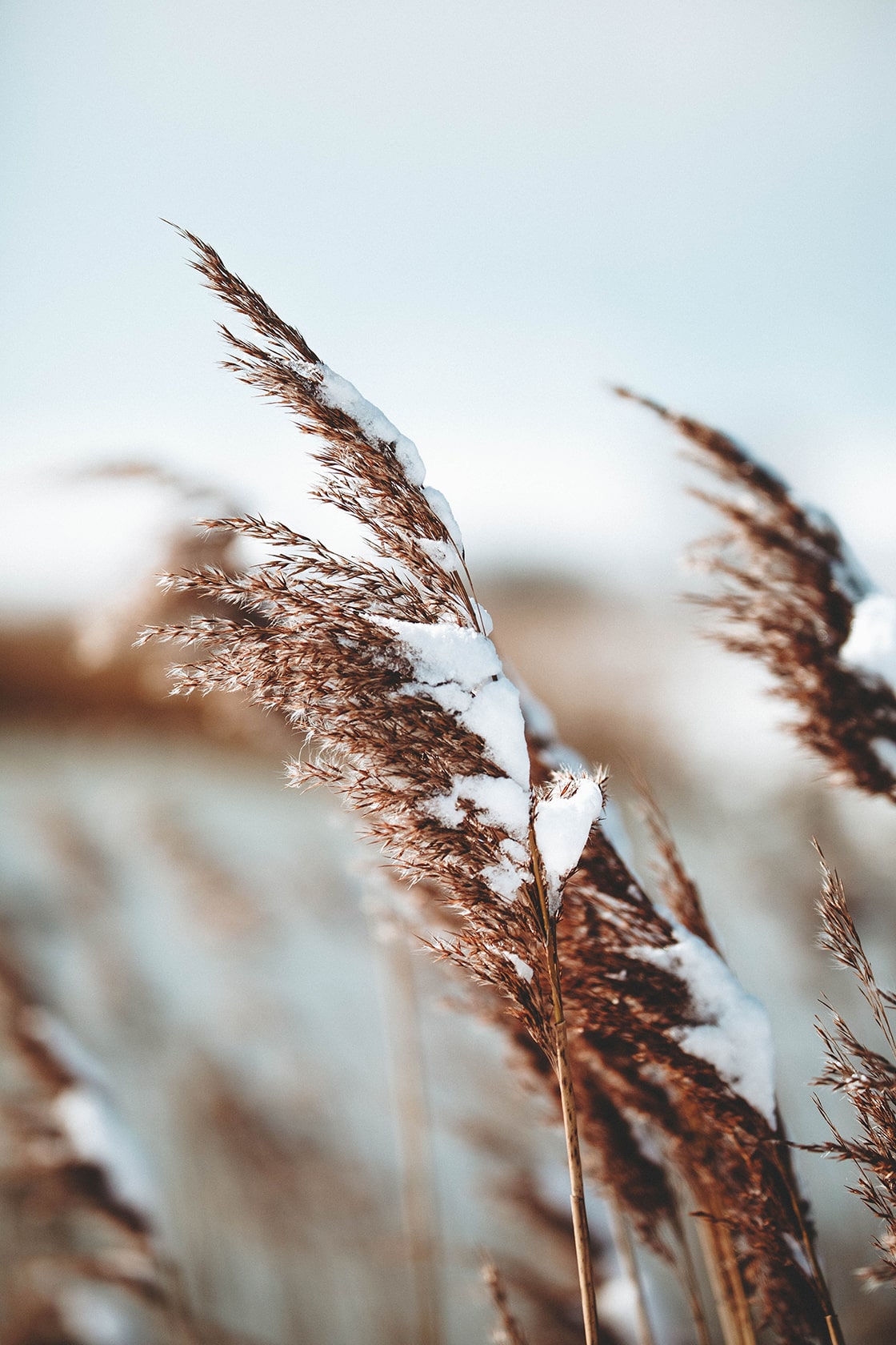 corn field with snow frost